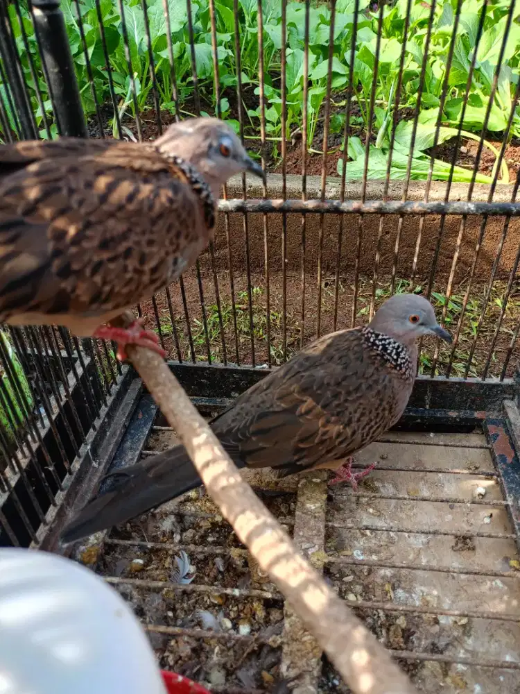 Burung Dekukur kuk 1 Sepasang Produksi