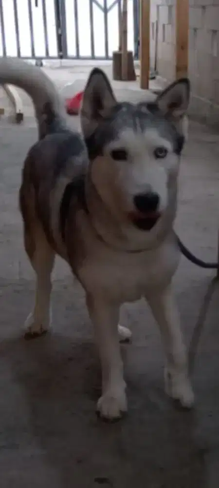 Siberian husky Female