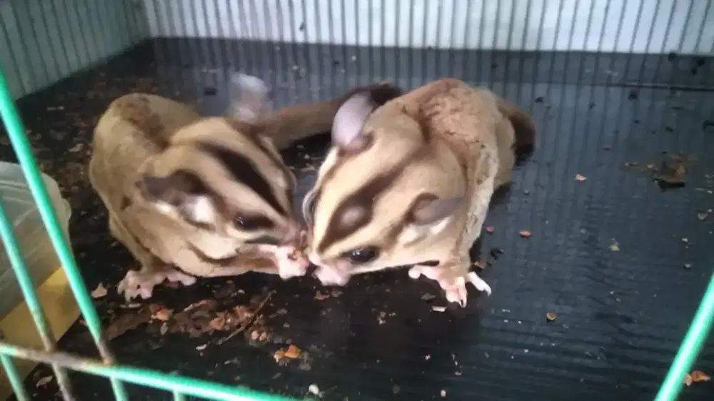 Sugar glider clacic grey