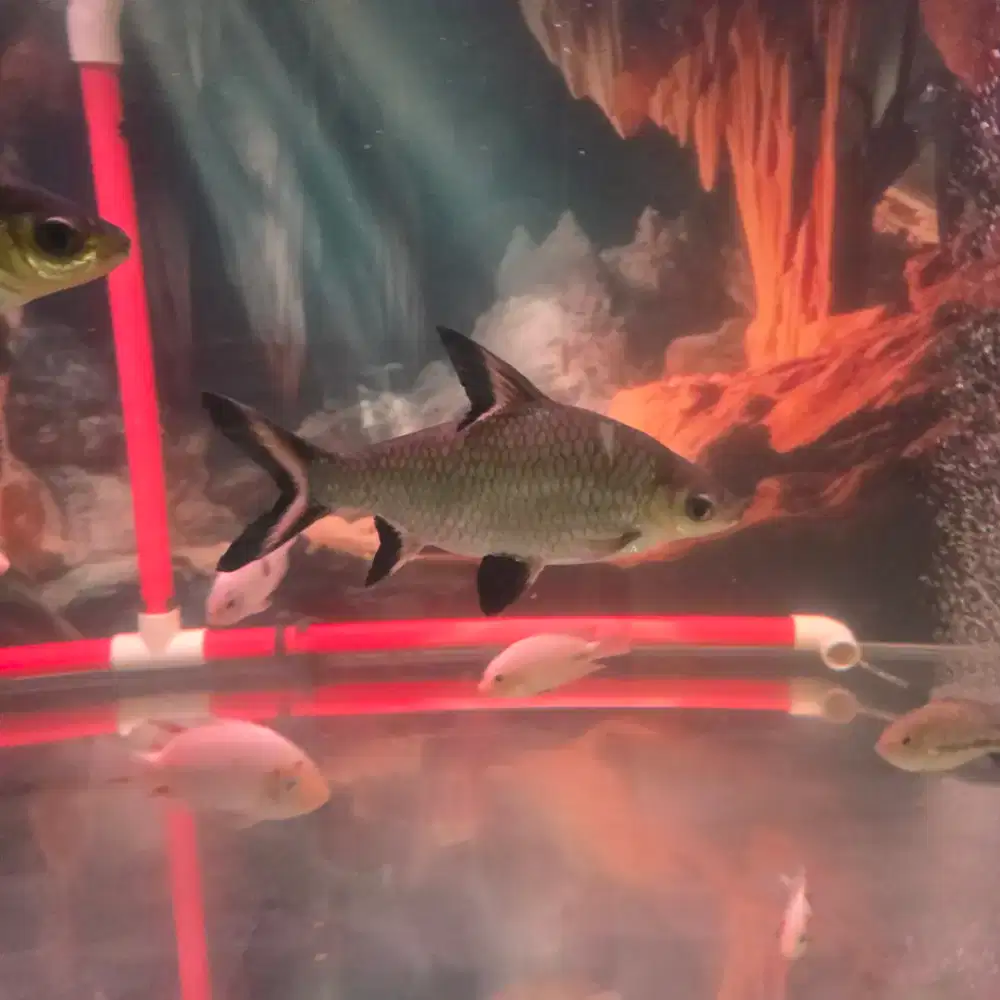 Ikan bala shark
