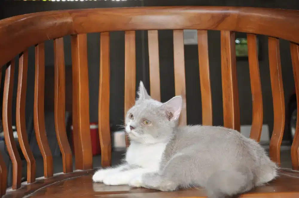 Bsh lilac bico betina