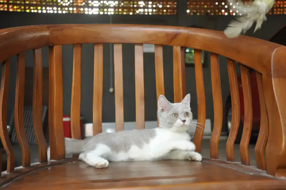 Bsh lilac bico betina