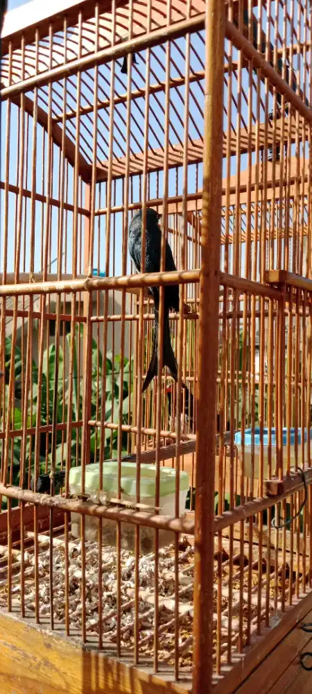 Sri gunting abu jinak gacor
