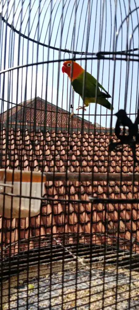 Love bird biola gren ngekek panjang