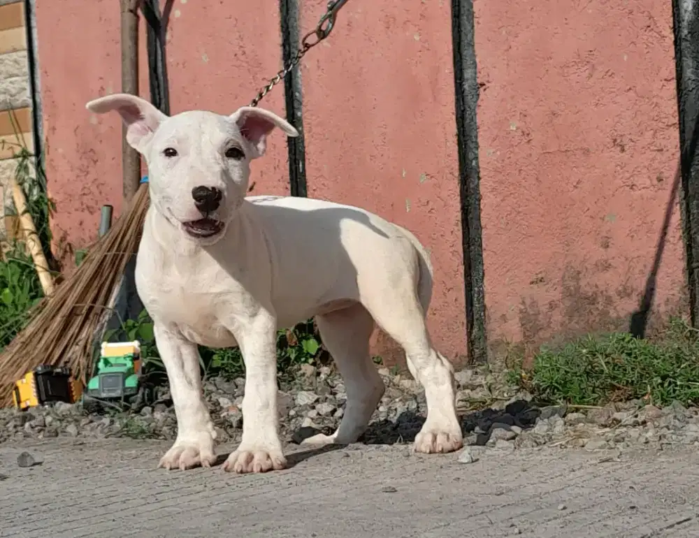 TERRIER DOG PAIR