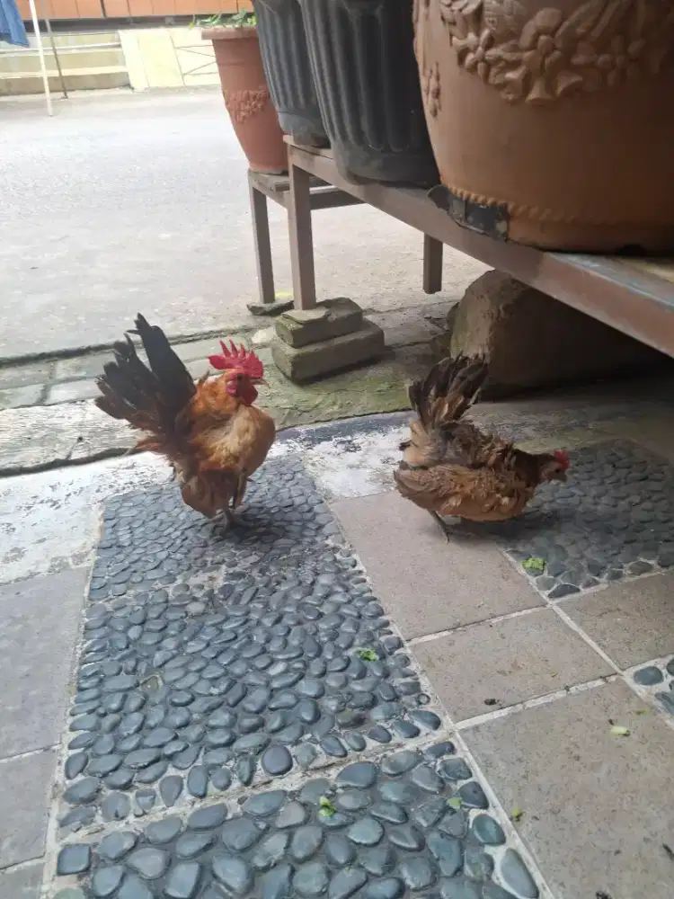 Ayam Serama Malaysia