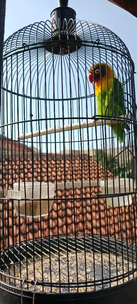 Love bird warna hijau