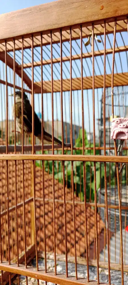 Burung merbah blukar leher blorok putih