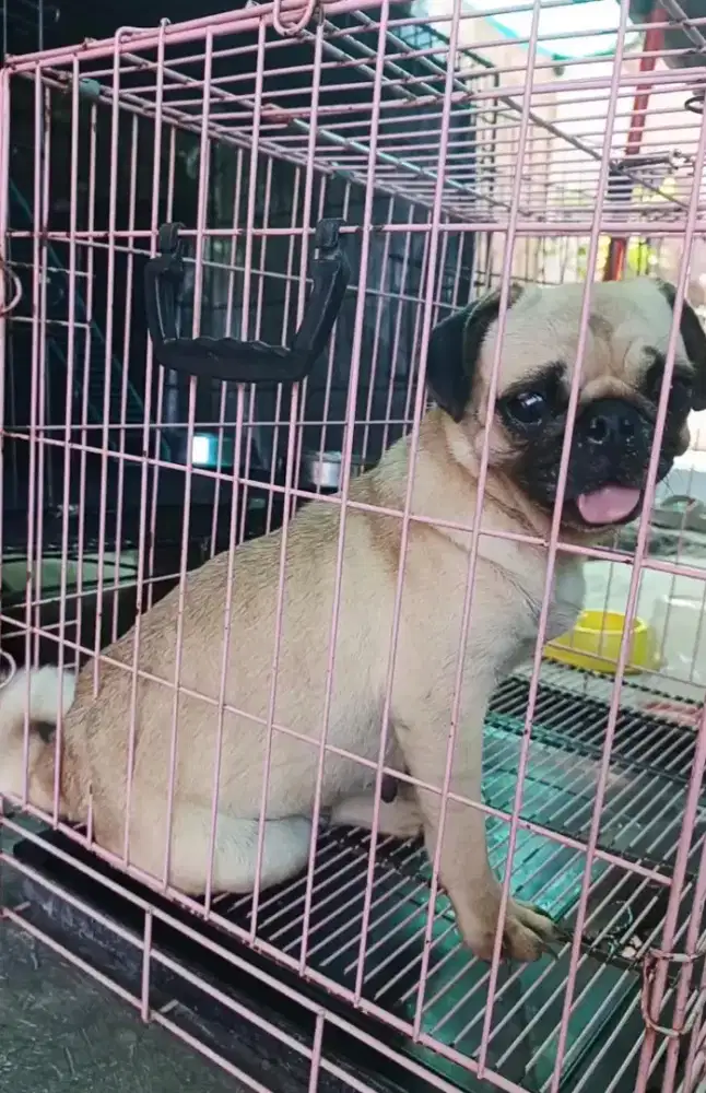 Pug betina indukan