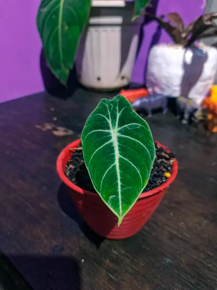 Tanaman Hias Alokasia Black Velvet 1 daun