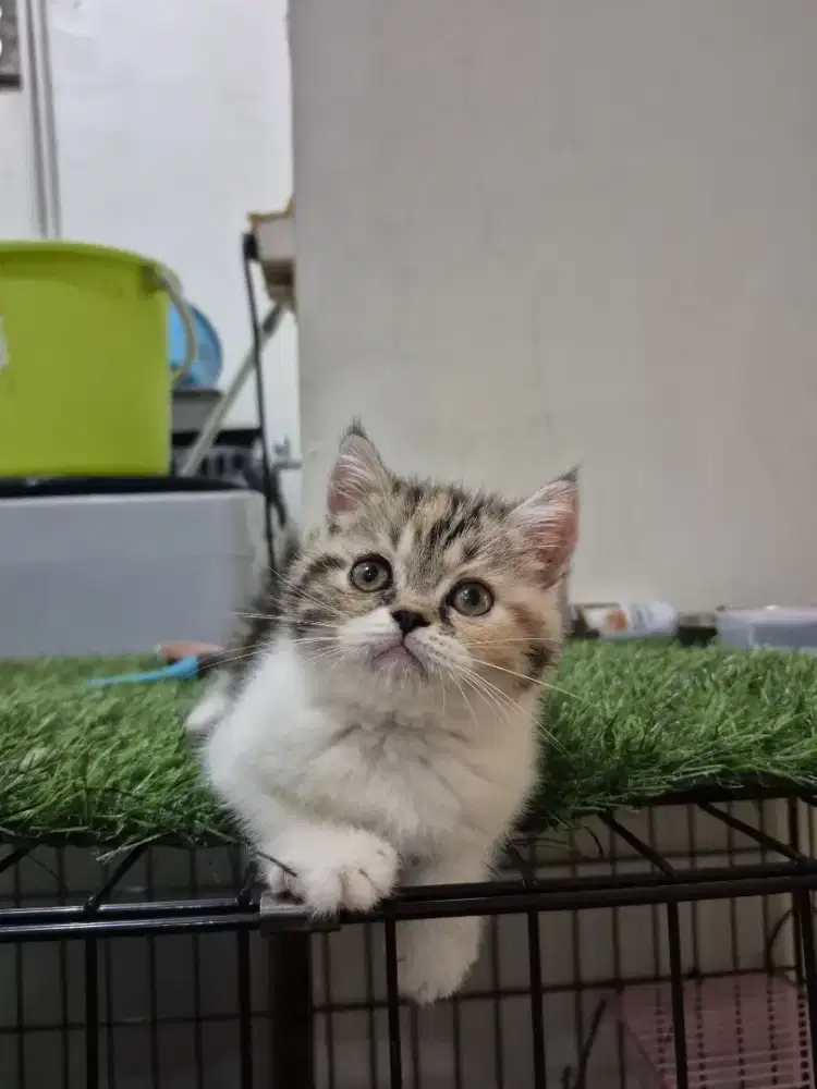 Kucing persia peaknose