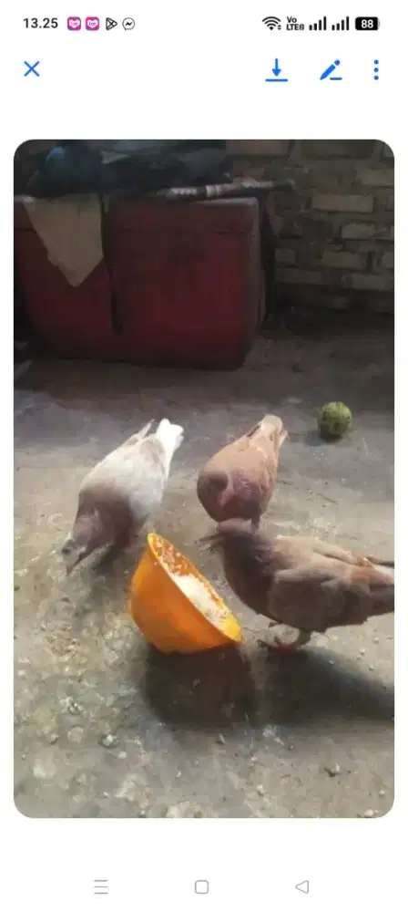 Burung merpati 3 ekor