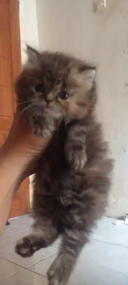 lepas adopsi usia 2bln