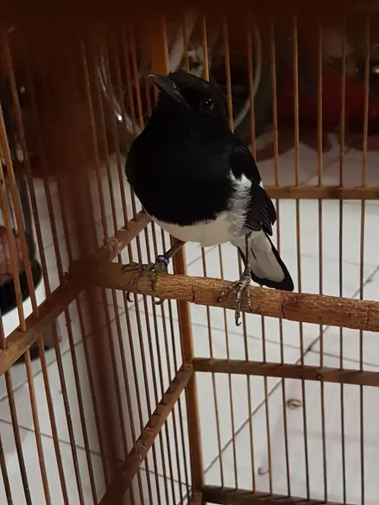Kacer ring jiinak baru beres bulu
