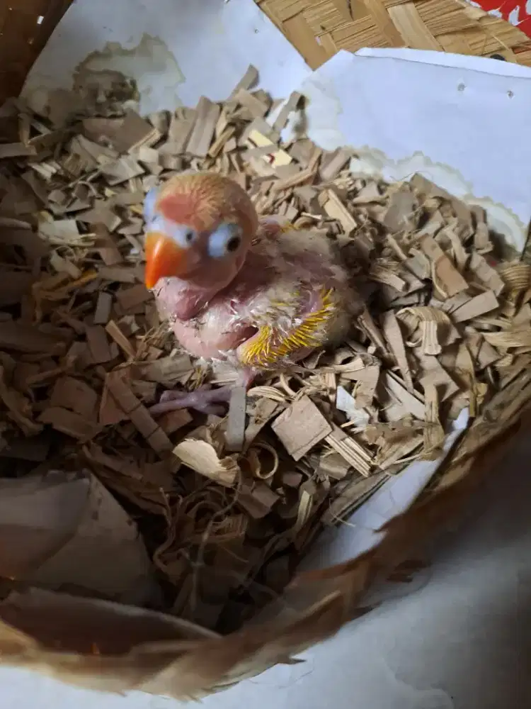 Lolohan love bird lutino rm