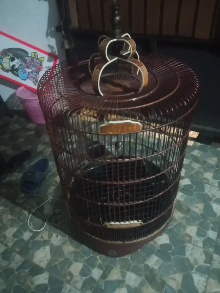 Kandang burung murai Ebod