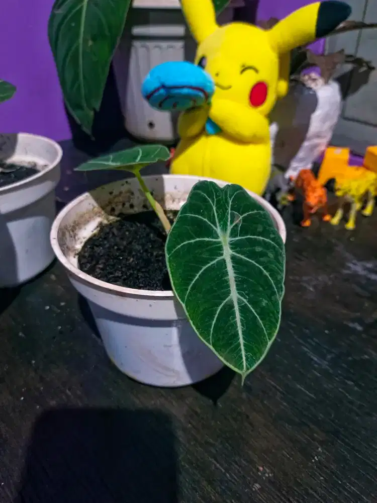 Tanaman Hias Alokasia Black Velvet 2 daun A