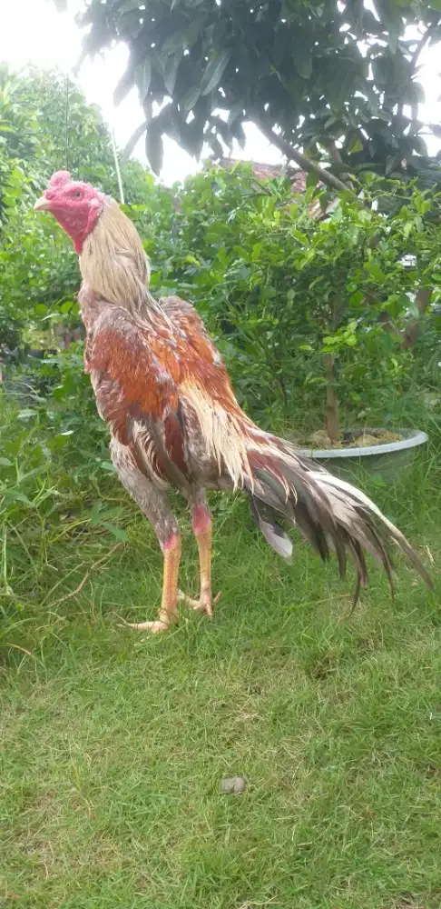 ayam bangkok trah klasik