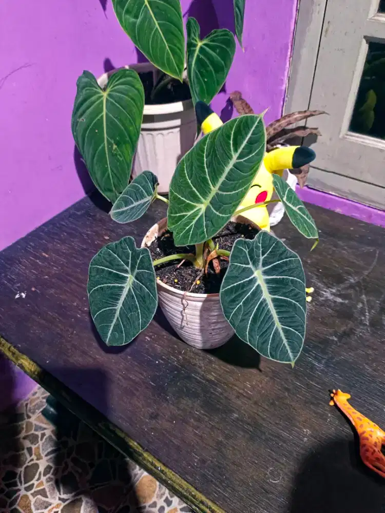 Tanaman Hias Alokasia Black velvet 5 Daun