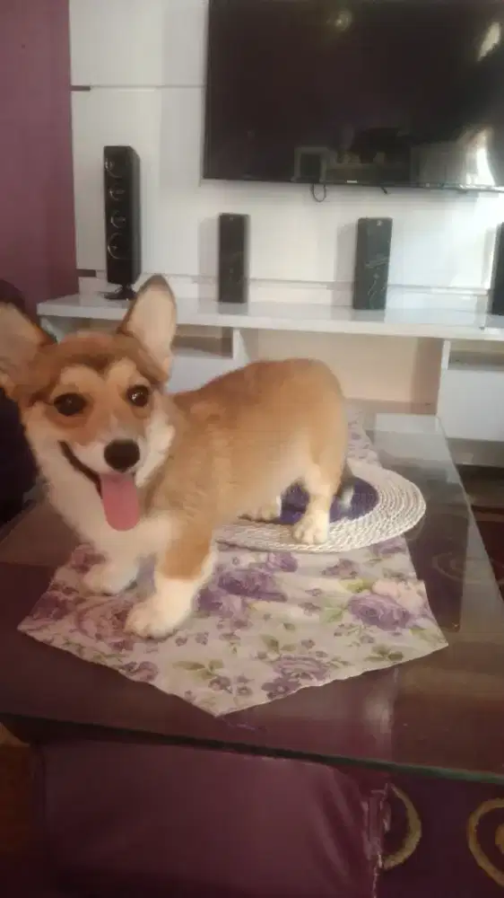 wels corgy jantan 3 bulan