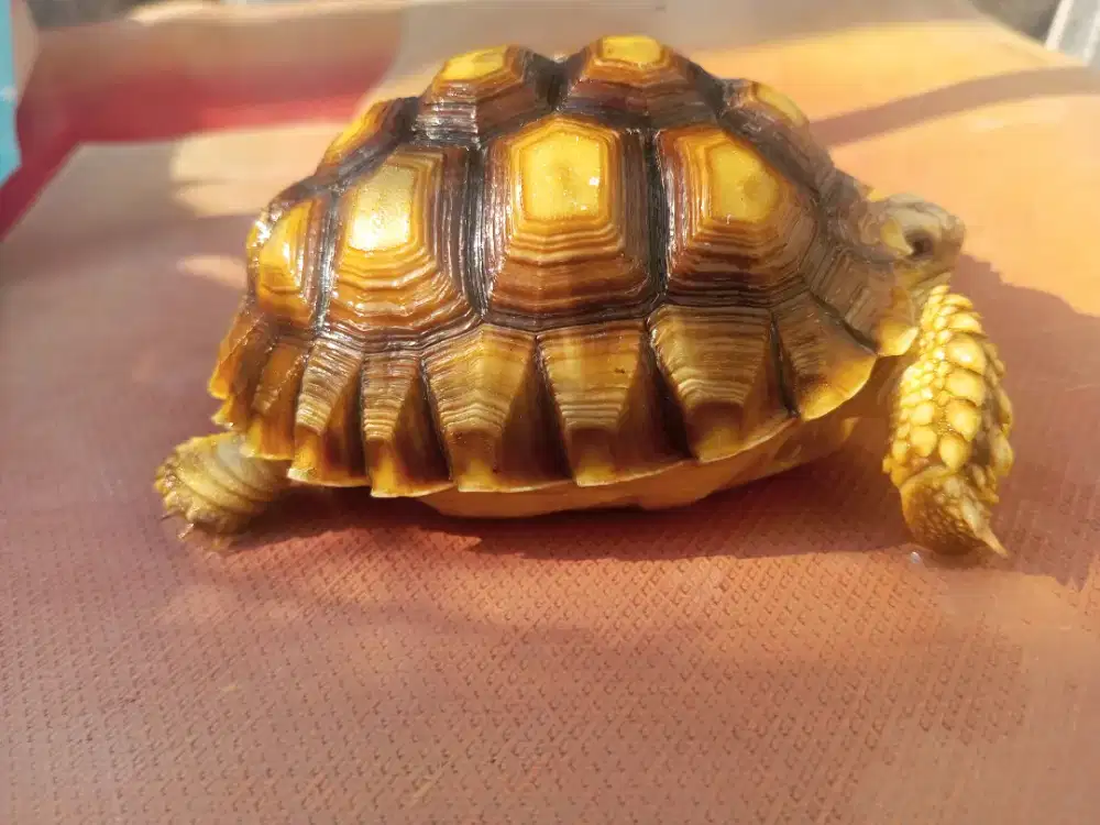 Kura Kura Sulcata