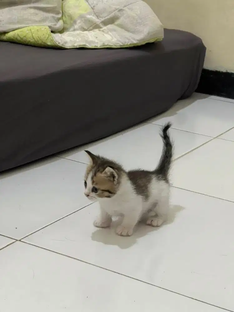 OPEN ADOP KUCING MUNCHKIN
