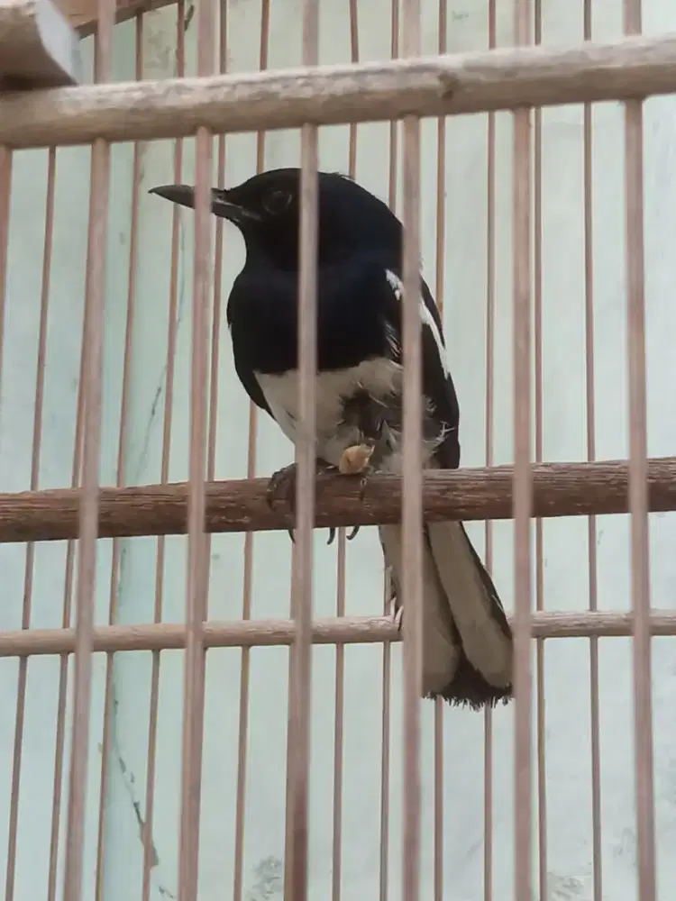 Burung Kacer Jual Murah