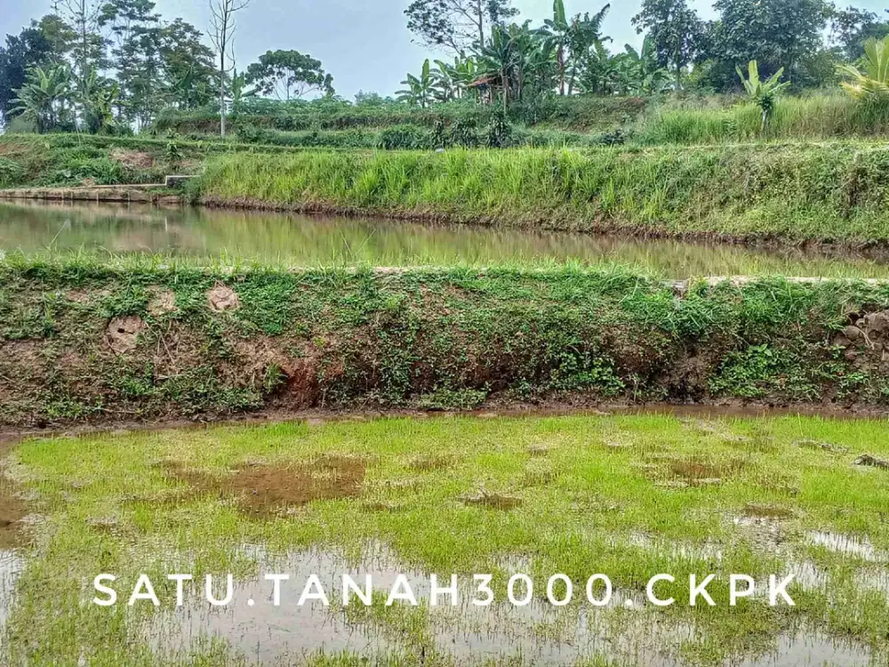 Dijual tanah sawah terasering luas subur pinggir jalan strategis lingkungan masih asri hijau