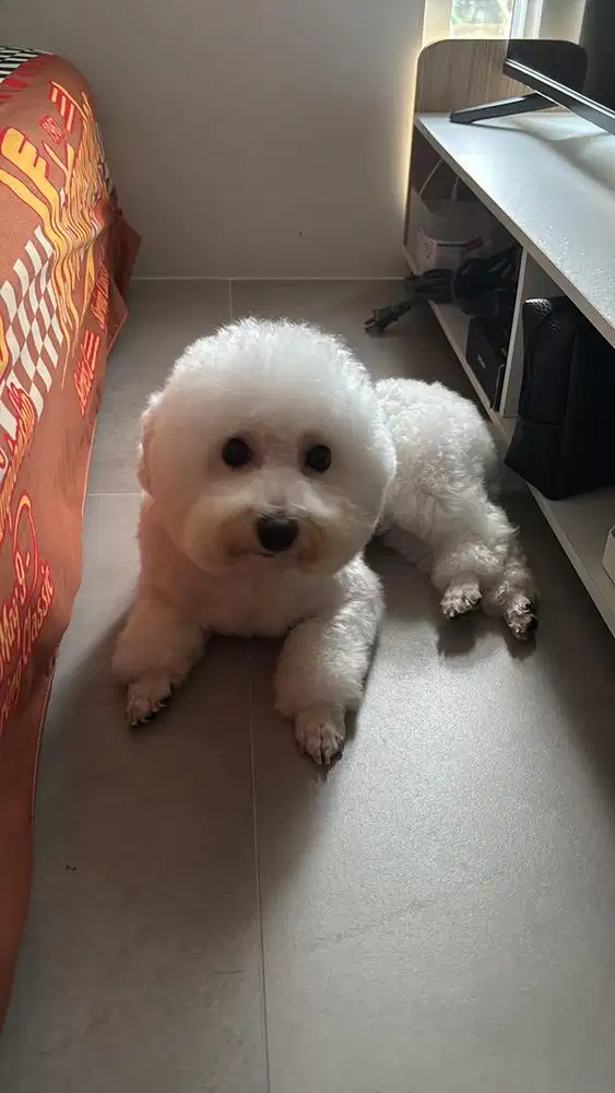 Free Adopt Bichon Size Mini