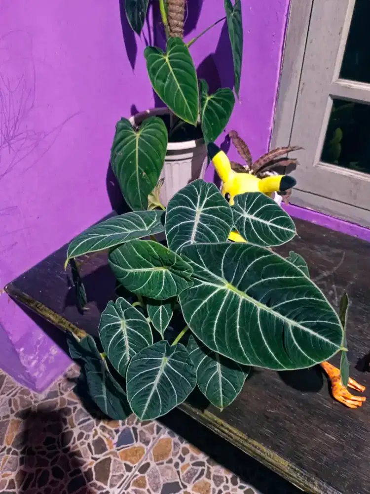 Tanaman Hias Black Velvet 19 Daun