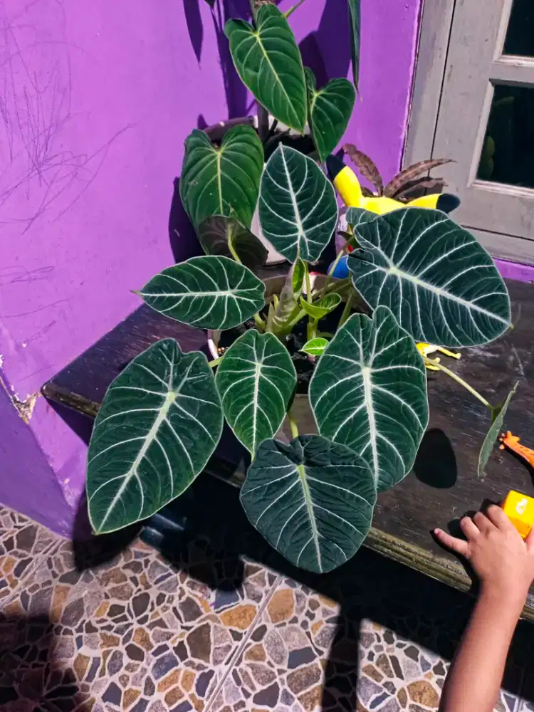 Tanaman Hias Black Velvet 16 Daun