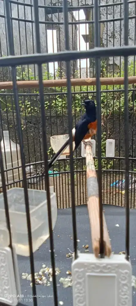 Burung Murai Batu