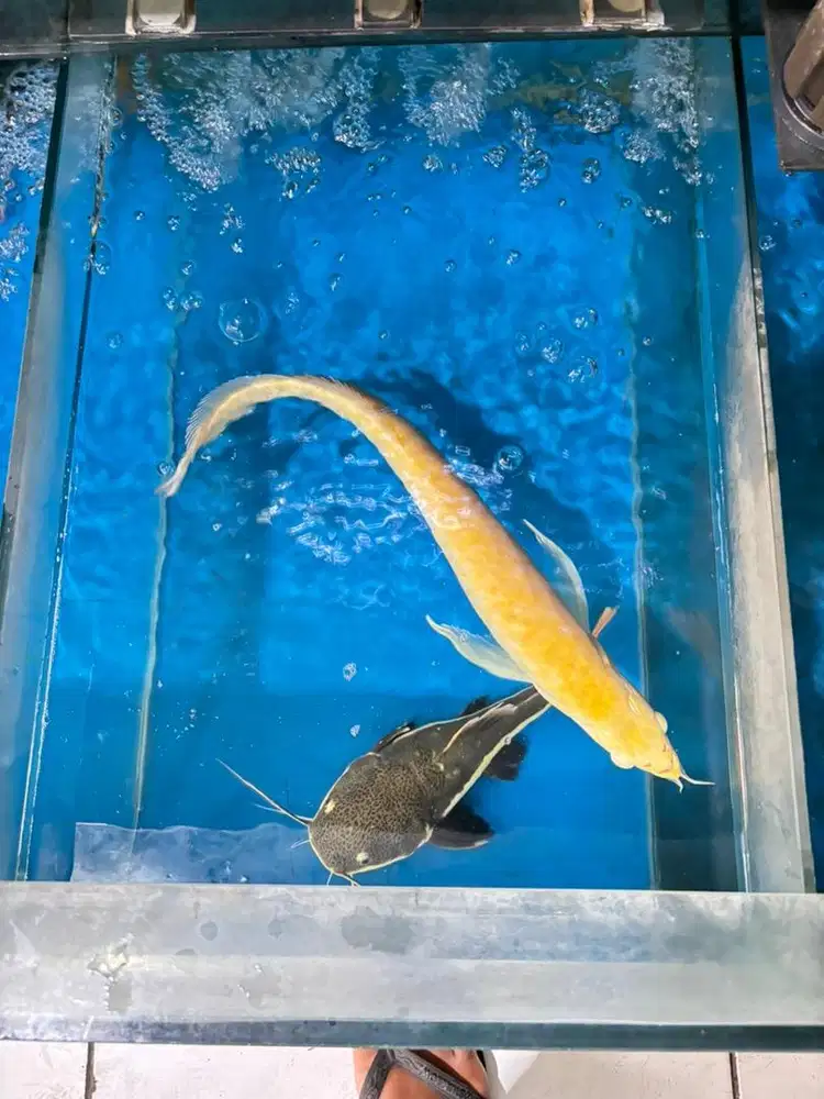 Ikan arwana silver albino