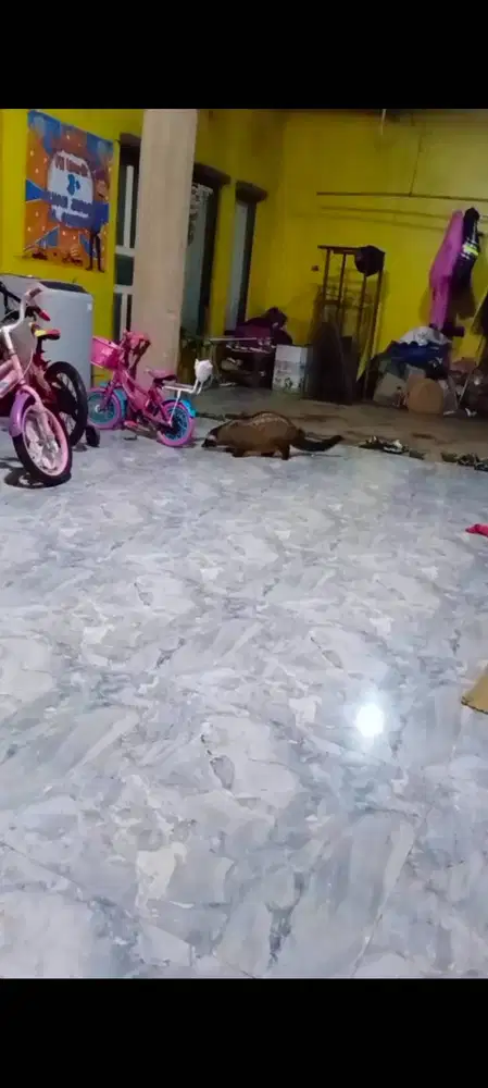Musang Jantan Jinak