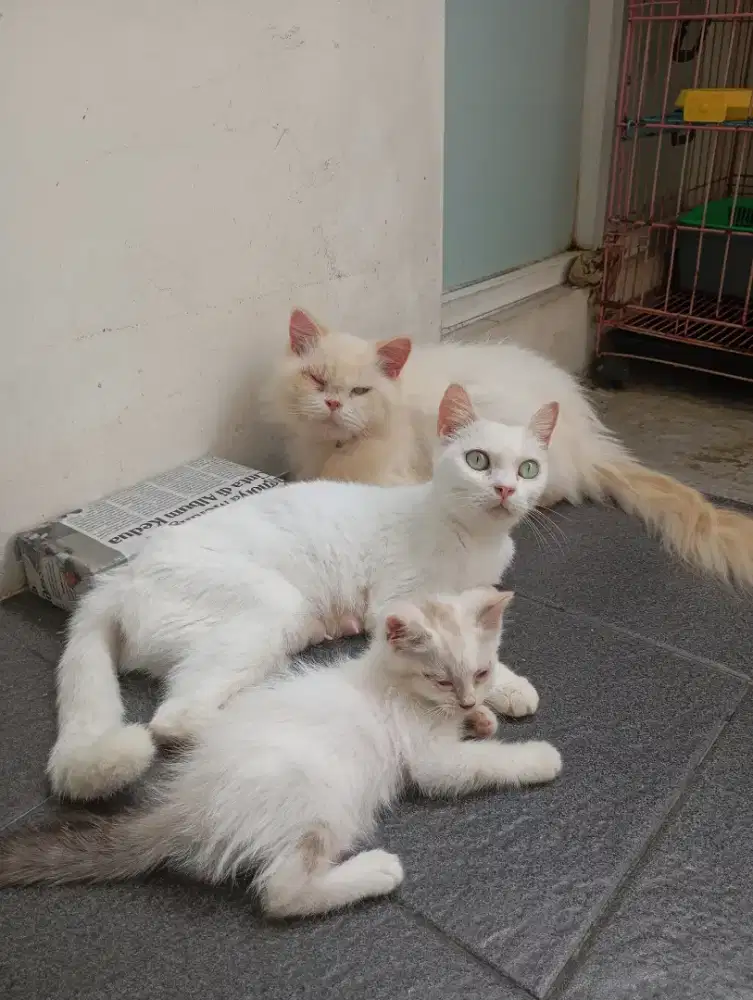 Persia sepasang + 1 kitten jantan