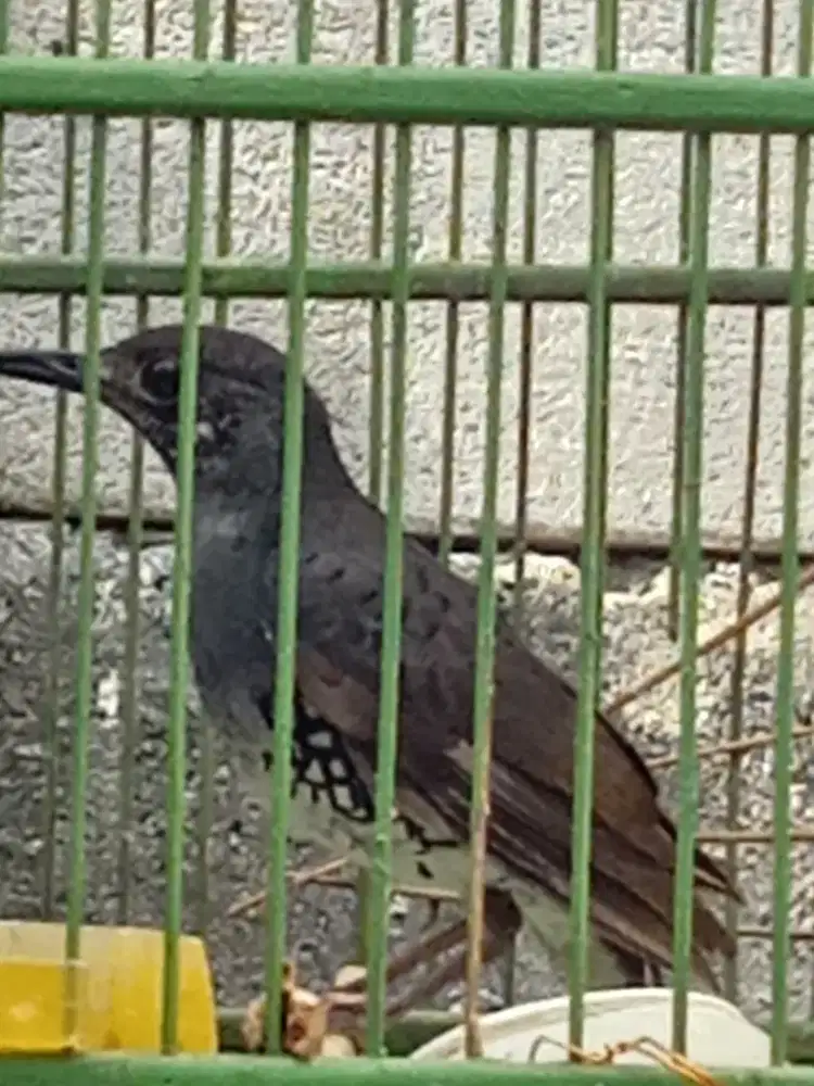 Burung anis lurik