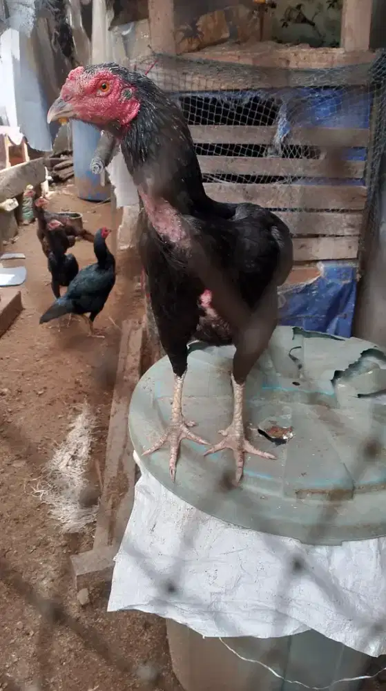 1 ekor induk ayam betina
