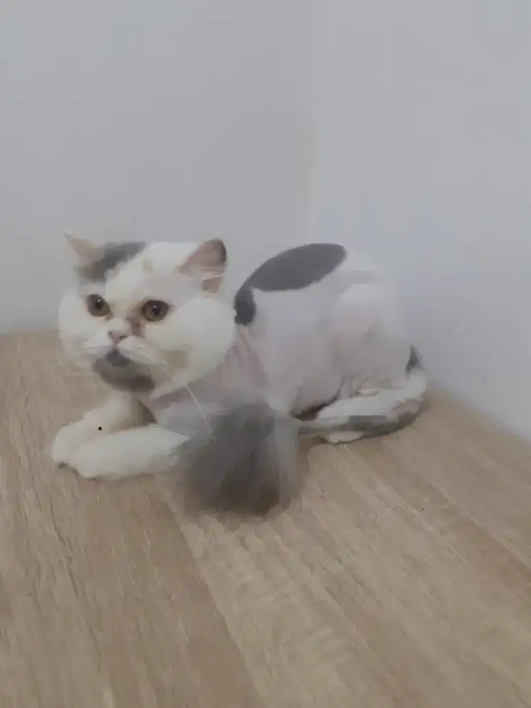 Kucing Persia Long hair
