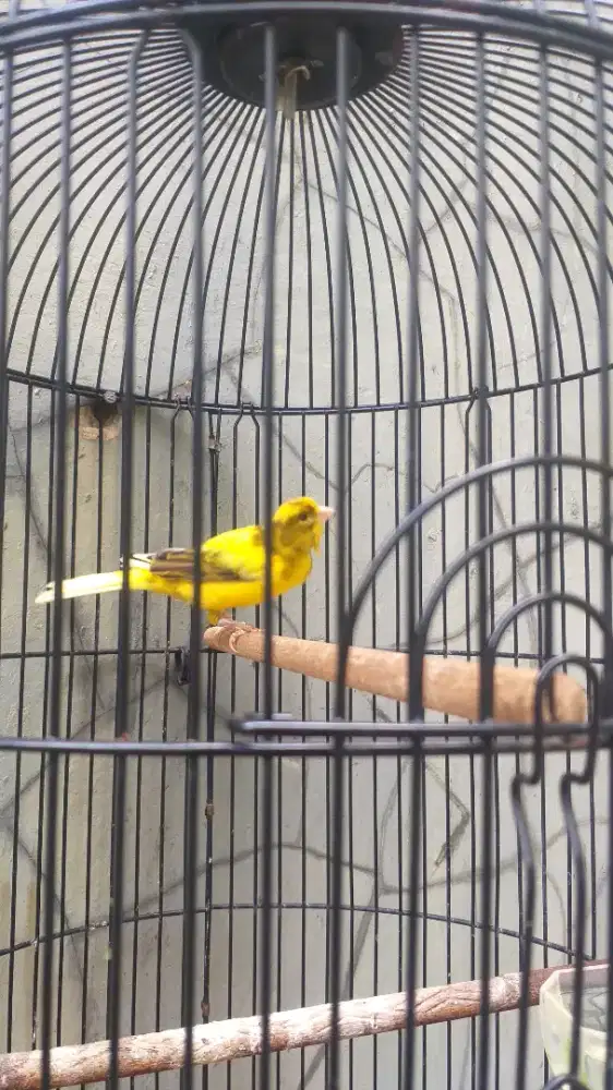 Burung kenari jantan loper
