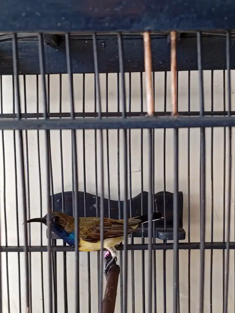 Burung masteran gacor fullset