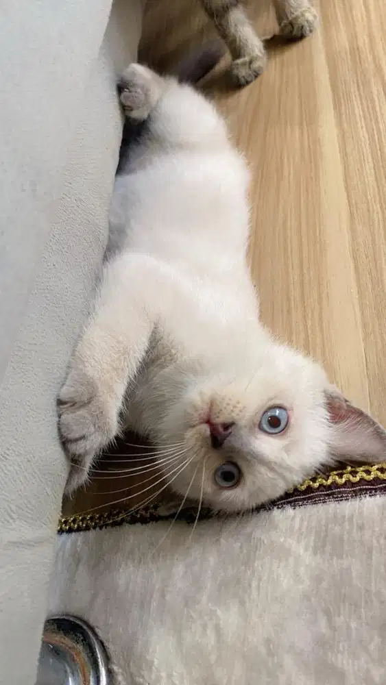 Anak kucing kitten persia himalaya