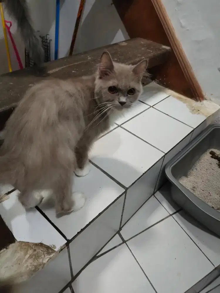 Kucing Persia betina warna coklat moka