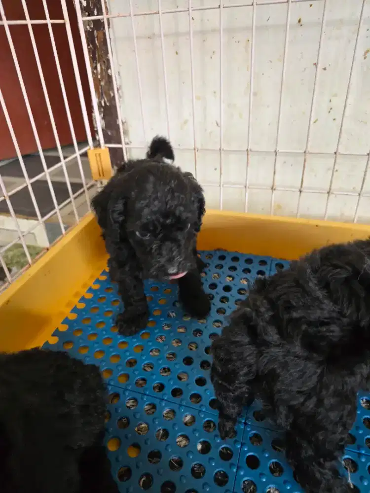 Poodle puppy black jantan & betina free ongkir