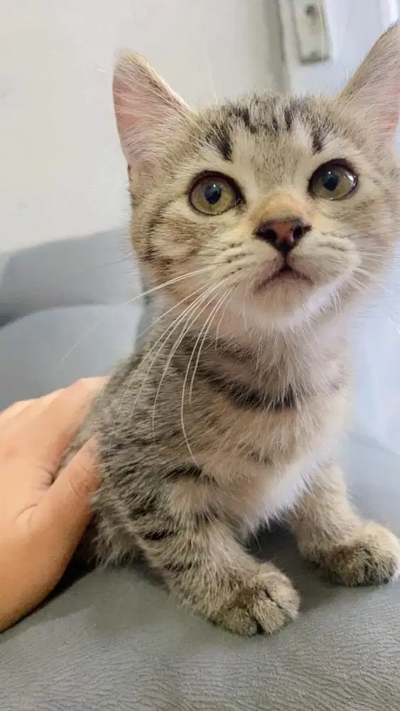 Anak kucing kitten persia kiten