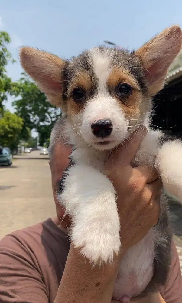 Dijual anak anjing corgy corgi puppy jantan male vaksin murah 3color