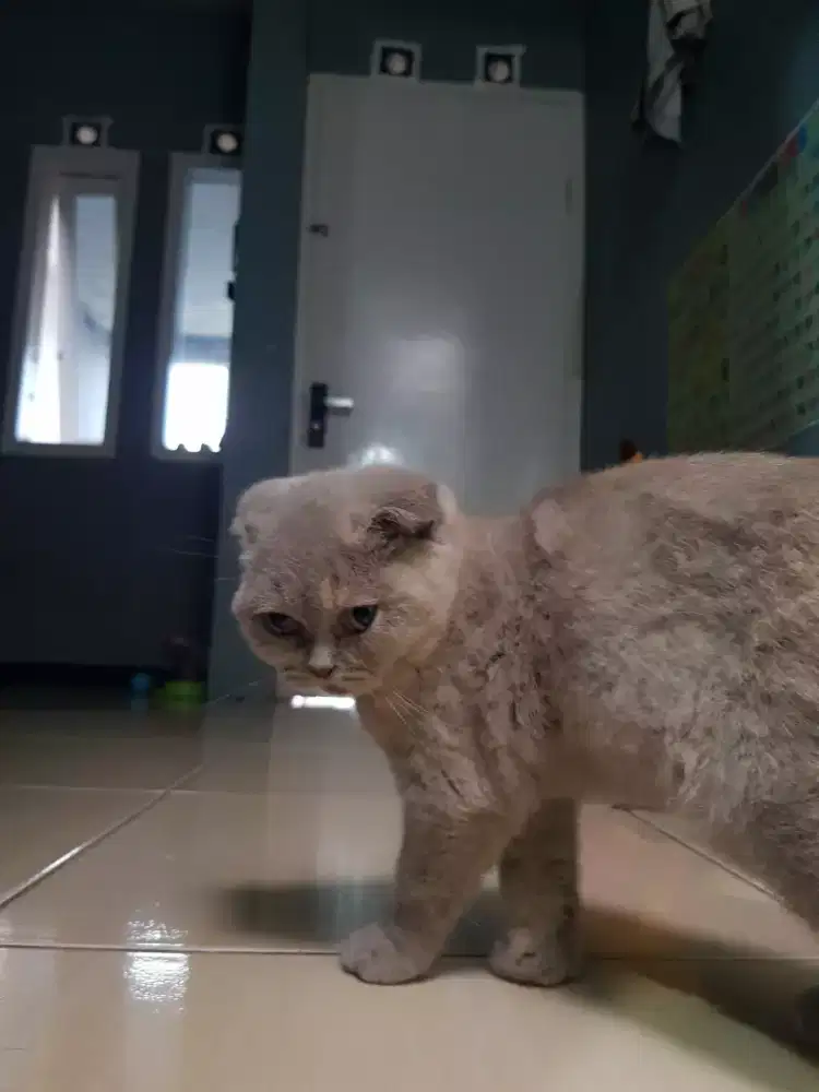 Scottish Fold Betina