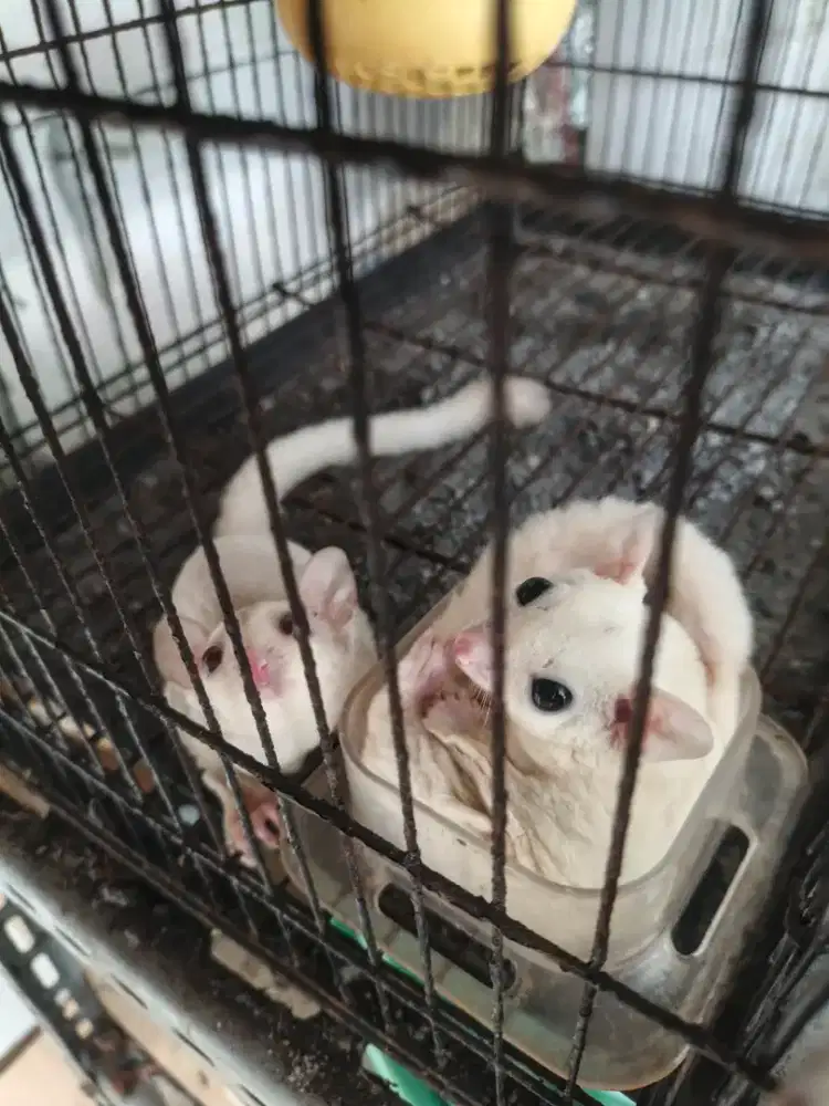 Sugar glider leu dan cremino