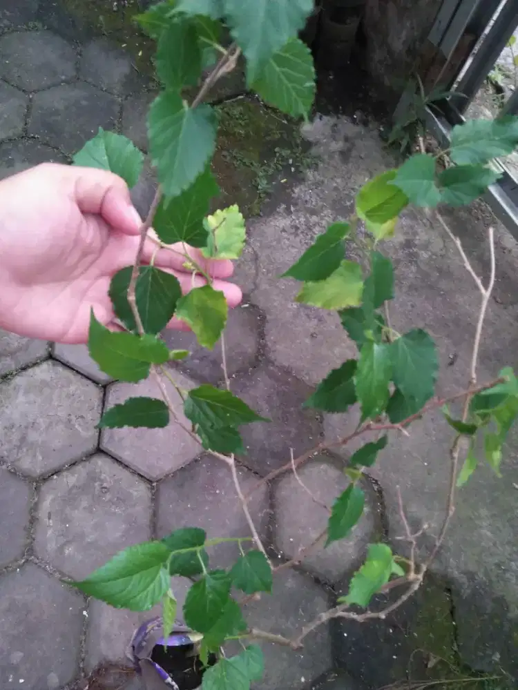 Bibit murbey berbuah