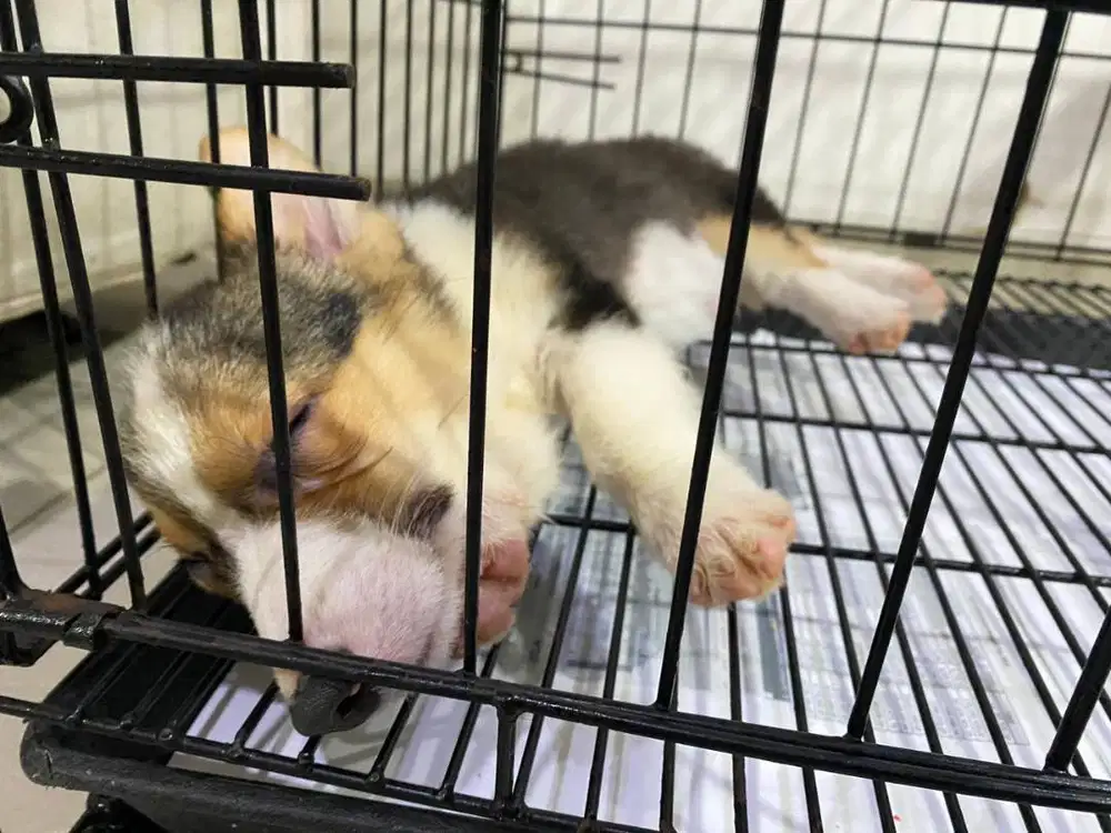 Dijual anak anjing corgy corgi puppy jantan male vaksin murah 3color