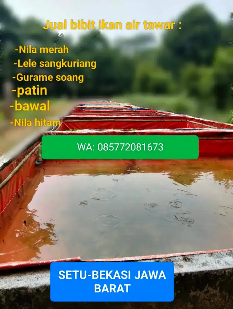 Bibit ikan air tawar